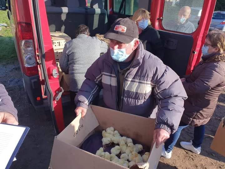 Donacija peradi obiteljskim gospodarstvima na području Lekenika
